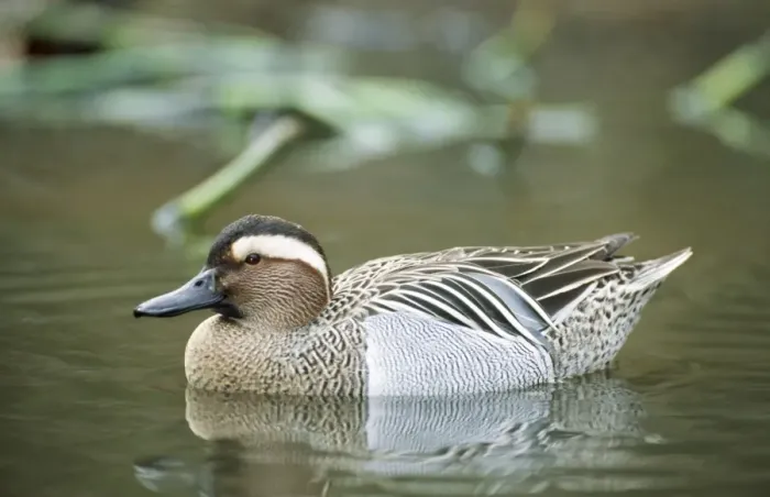 Framed Print : Garganey Duck Framed Print : Garganey Duck