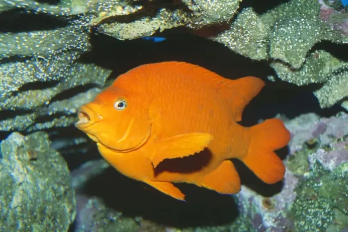 Framed Print : Garibaldi Fish Framed Print : Garibaldi Fish