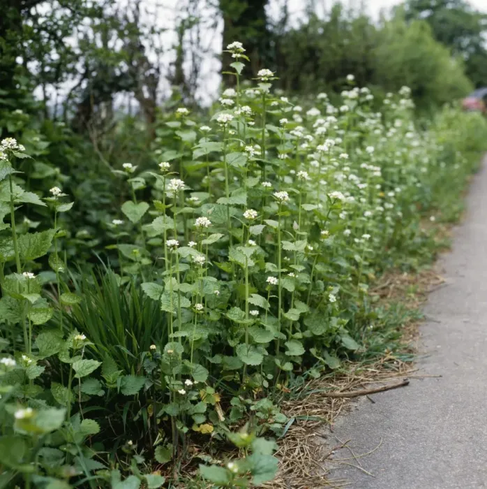 Framed Print : Garlic Mustard / Jack by the Hedge Framed Print : Garlic Mustard / Jack by the Hedge