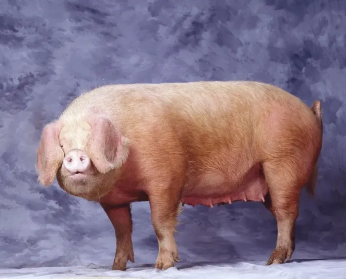Framed Print : Gascon Pig Framed Print : Gascon Pig