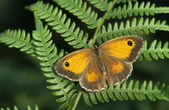 Framed Print : Gatekeeper Butterfly - on fern - Belgium Framed Print : Gatekeeper Butterfly - on fern - Belgium
