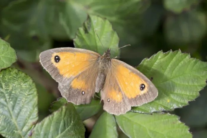 Framed Print : Gatekeeper Butterfly - UK Framed Print : Gatekeeper Butterfly - UK