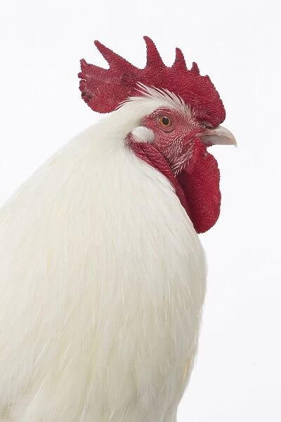 Gatinais Chicken Cockerel  /  Rooster