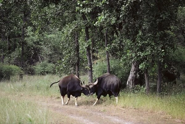 Gaur - bulls sparring