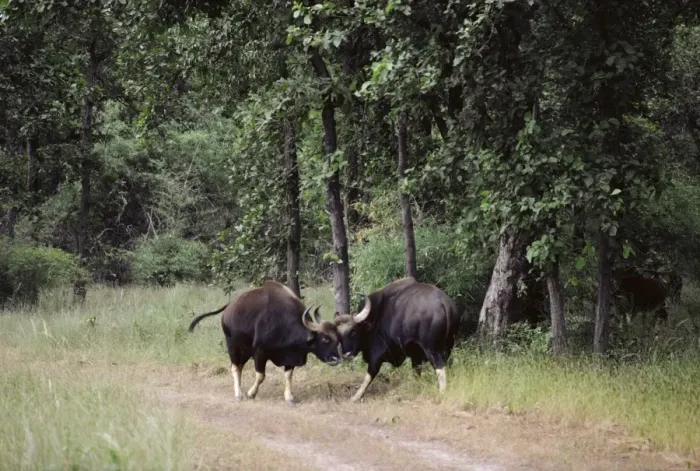 Framed Print : Gaur - bulls sparring Framed Print : Gaur - bulls sparring