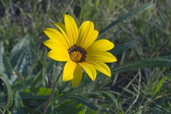 Gazania flower. Low growing perennial herb. Markings at petal bases mimic monkey beetles which are attracted in hope of finding potential mates, resulting in pollination. Common in dry grassland and along roadsides