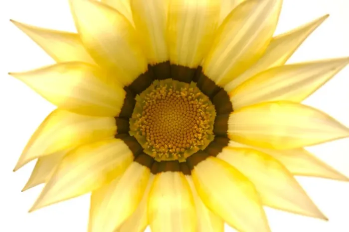 Framed Print : Gazania Flower - on white background Framed Print : Gazania Flower - on white background