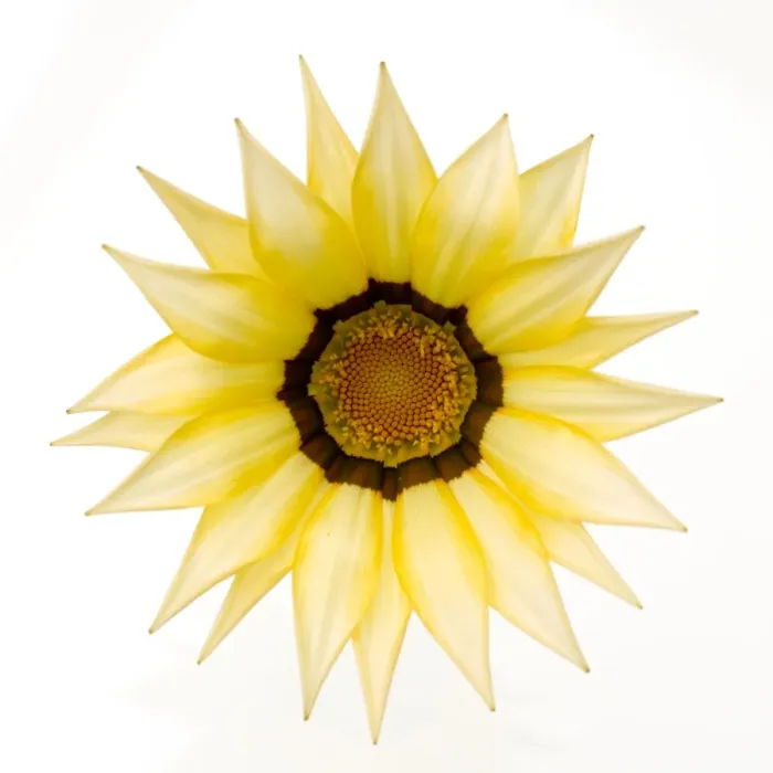 Framed Print : Gazania Flower - on white background Framed Print : Gazania Flower - on white background