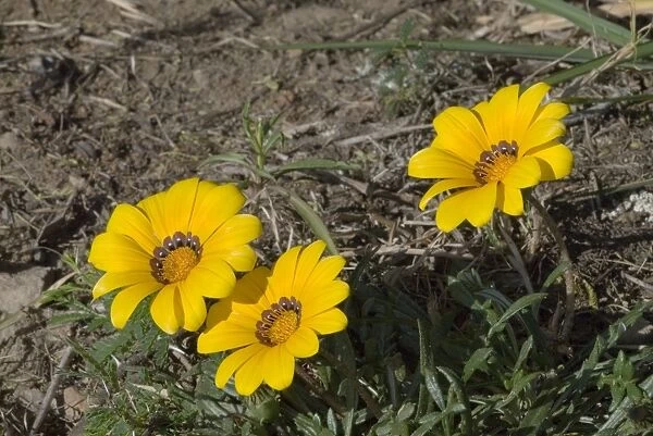 Gazania flowers. Low growing perennial herb. Markings at petal bases mimic monkey beetles which are attracted in hope of finding potential mates, resulting in pollination. Common in dry grassland and along roadsides