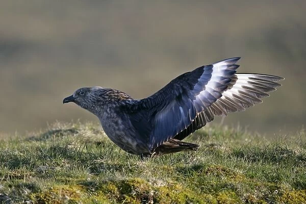 Geat Skua adult flapping it's wings Hermaness Nature Reserve, Unst, Shetland Isles, Scotland, UK