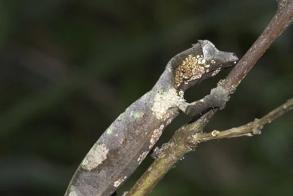 Gecko on branch. Madagascar