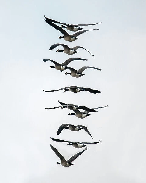Geese flying in formation Date: 08-01-2021