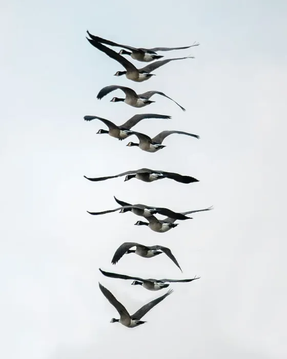 Framed Print : Geese flying in formation Date: 08-01-2021
