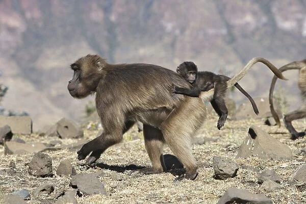 Gelada Baboon - adult with baby on back. Simien mountains - Ethiopia - Africa