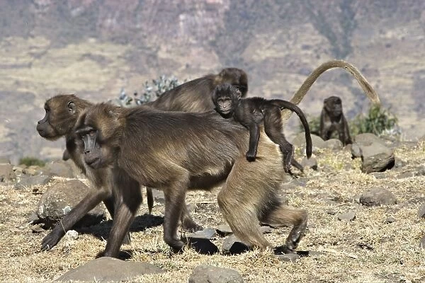 Gelada Baboon - adult with baby on back. Simien mountains - Ethiopia - Africa