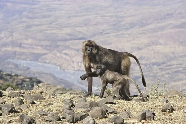 Gelada Baboon - adult with baby. Simien mountains - Ethiopia - Africa
