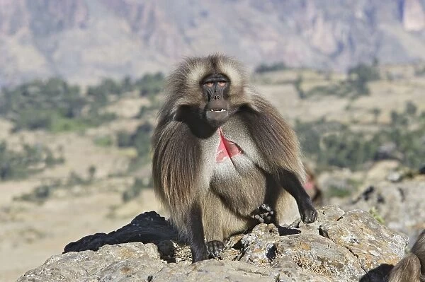 Gelada Baboon - adult. Simien mountains - Ethiopia - Africa