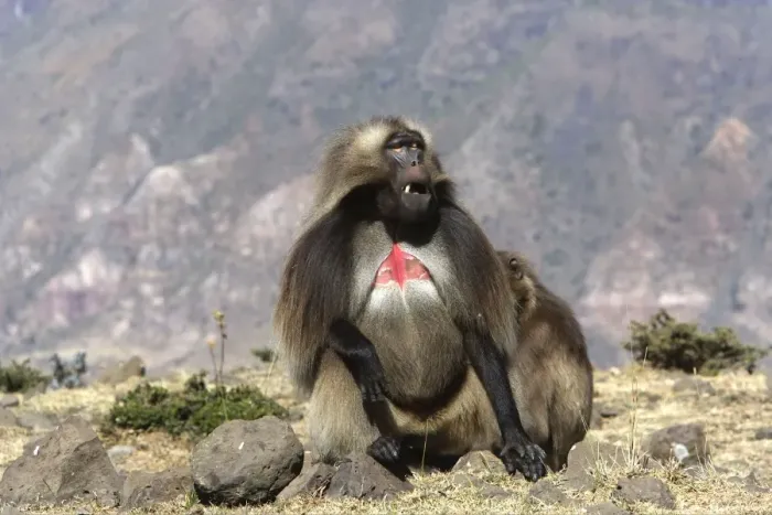 Framed Print : Gelada Baboon - adult. Simien mountains - Ethiopia - Africa Framed Print : Gelada Baboon - adult. Simien mountains - Ethiopia - Africa