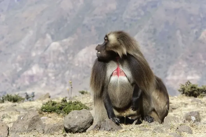 Framed Print : Gelada Baboon - adult. Simien mountains - Ethiopia - Africa Framed Print : Gelada Baboon - adult. Simien mountains - Ethiopia - Africa