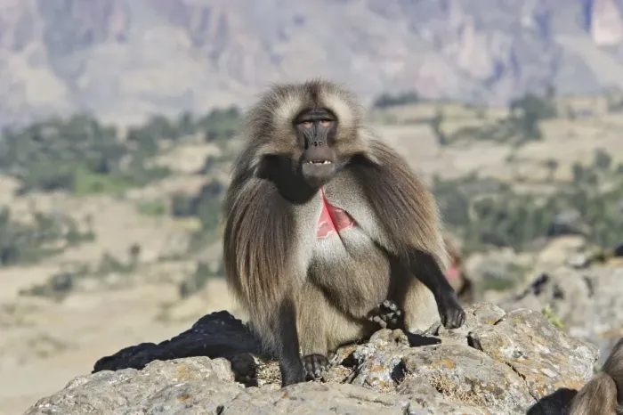 Framed Print : Gelada Baboon - adult. Simien mountains - Ethiopia - Africa Framed Print : Gelada Baboon - adult. Simien mountains - Ethiopia - Africa