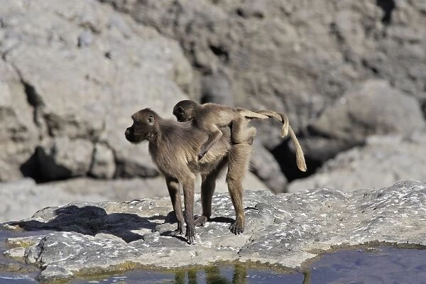 Gelada Baboon - adult with young on back. Simien mountains - Ethiopia - Africa
