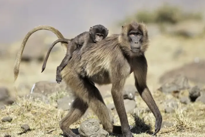 Framed Print : Gelada Baboon - adult with young on back. Simien mountains - Ethiopia - Africa Framed Print : Gelada Baboon - adult with young on back. Simien mountains - Ethiopia - Africa