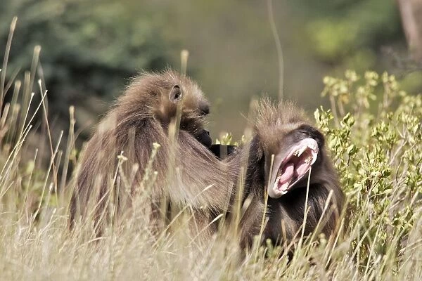 Gelada Baboon - two grooming. Simien mountains - Ethiopia - Africa