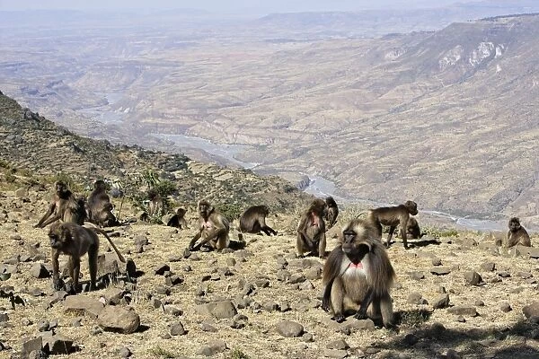 Gelada Baboon - group on rocks. Simien mountains - Ethiopia - Africa