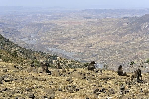 Gelada Baboon - group on rocks. Simien mountains - Ethiopia - Africa