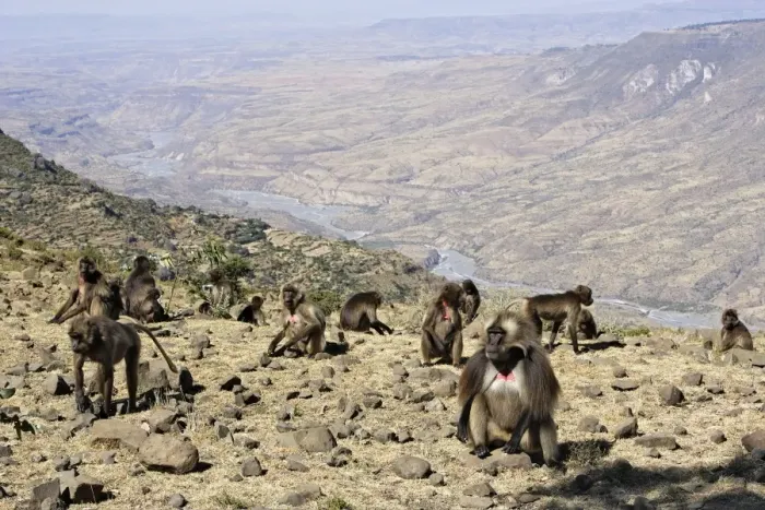Framed Print : Gelada Baboon - group on rocks. Simien mountains - Ethiopia - Africa Framed Print : Gelada Baboon - group on rocks. Simien mountains - Ethiopia - Africa