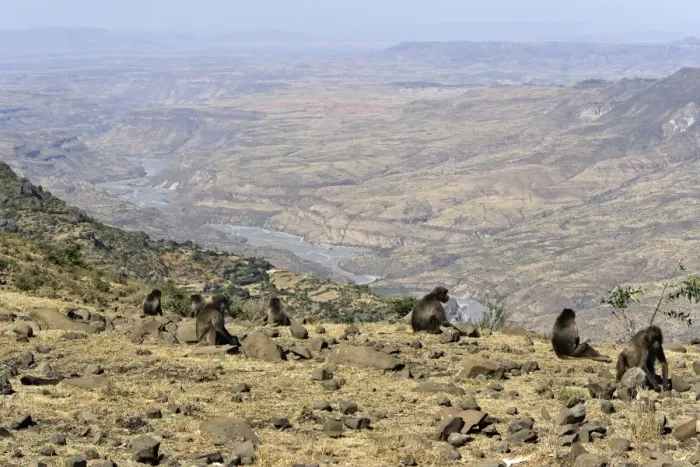 Framed Print : Gelada Baboon - group on rocks. Simien mountains - Ethiopia - Africa Framed Print : Gelada Baboon - group on rocks. Simien mountains - Ethiopia - Africa