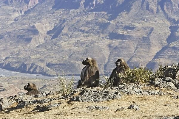 Gelada Baboon - group. Simien mountains - Ethiopia - Africa
