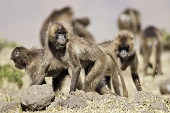 Framed Print : Gelada Baboon - group. Simien mountains - Ethiopia - Africa Framed Print : Gelada Baboon - group. Simien mountains - Ethiopia - Africa