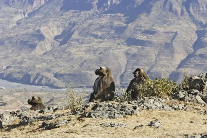 Framed Print : Gelada Baboon - group. Simien mountains - Ethiopia - Africa Framed Print : Gelada Baboon - group. Simien mountains - Ethiopia - Africa