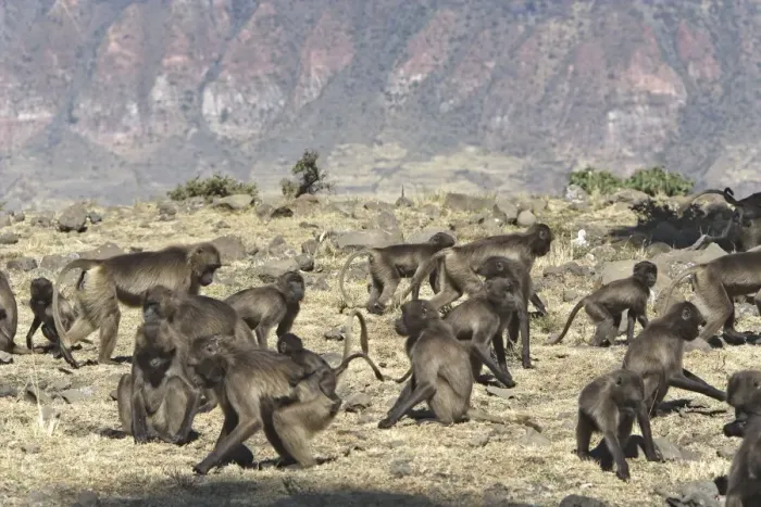 Framed Print : Gelada Baboon - group. Simien mountains - Ethiopia - Africa Framed Print : Gelada Baboon - group. Simien mountains - Ethiopia - Africa
