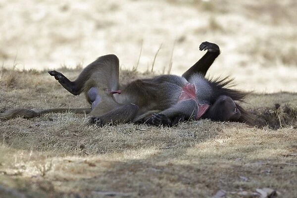 Gelada Baboon - lying on back. Simien mountains - Ethiopia - Africa