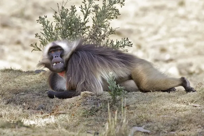 Framed Print : Gelada Baboon - lying on ground. Simien mountains - Ethiopia - Africa Framed Print : Gelada Baboon - lying on ground. Simien mountains - Ethiopia - Africa