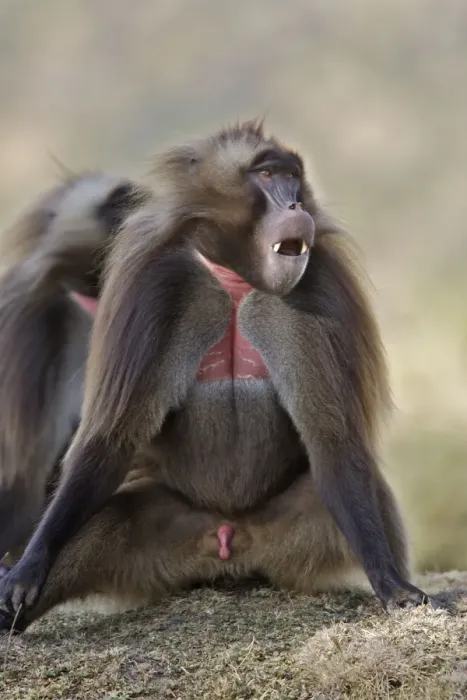 Framed Print : Gelada Baboon - male sitting. Simien mountains - Ethiopia - Africa Framed Print : Gelada Baboon - male sitting. Simien mountains - Ethiopia - Africa