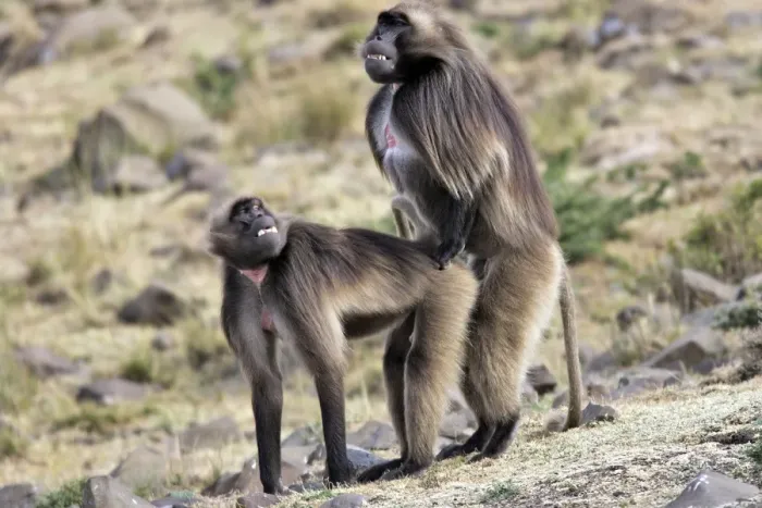 Framed Print : Gelada Baboon - pair mating. Simien mountains - Ethiopia - Africa