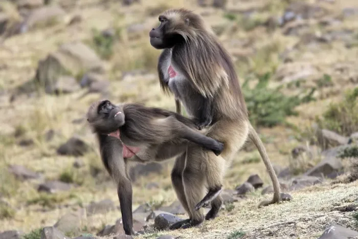 Framed Print : Gelada Baboon - pair mating. Simien mountains - Ethiopia - Africa Framed Print : Gelada Baboon - pair mating. Simien mountains - Ethiopia - Africa