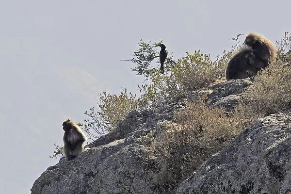 Gelada Baboon - three resting on rocks. Simien mountains - Ethiopia - Africa