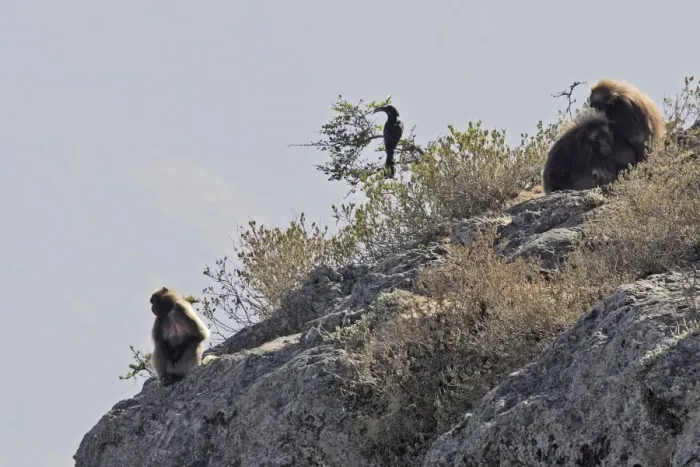 Framed Print : Gelada Baboon - three resting on rocks. Simien mountains - Ethiopia - Africa Framed Print : Gelada Baboon - three resting on rocks. Simien mountains - Ethiopia - Africa