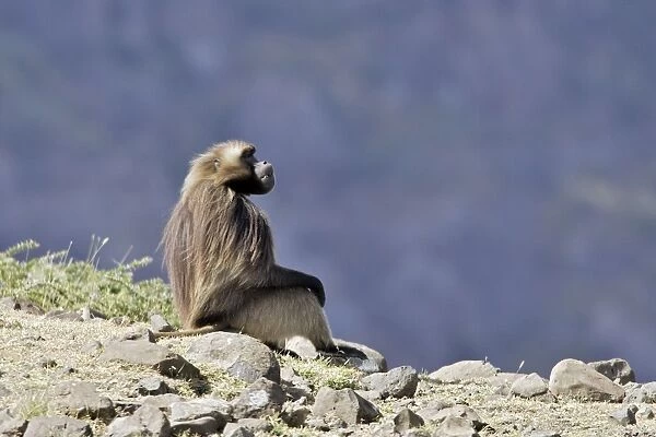 Gelada Baboon. Simien mountains - Ethiopia - Africa