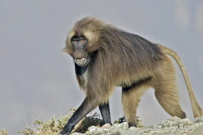 Framed Print : Gelada Baboon. Simien mountains - Ethiopia - Africa Framed Print : Gelada Baboon. Simien mountains - Ethiopia - Africa