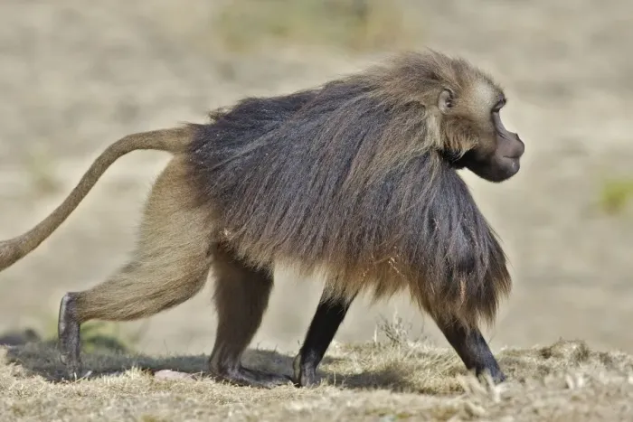 Framed Print : Gelada Baboon. Simien mountains - Ethiopia - Africa Framed Print : Gelada Baboon. Simien mountains - Ethiopia - Africa