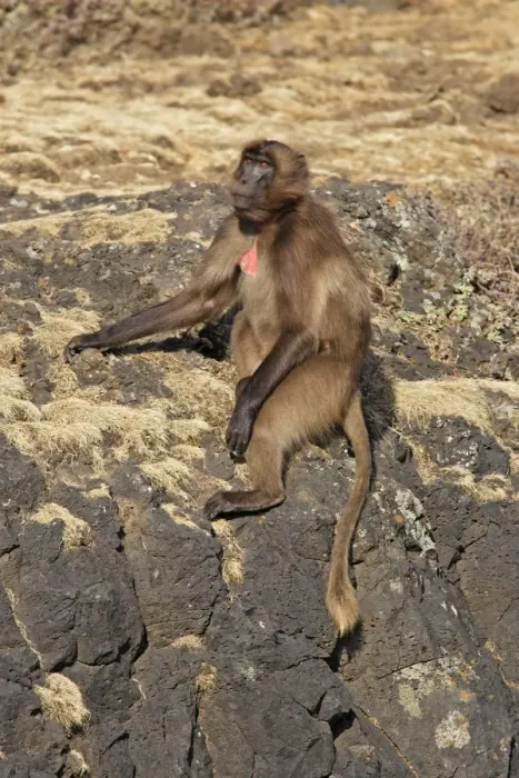 Framed Print : Gelada Baboon. Simien mountains - Ethiopia - Africa Framed Print : Gelada Baboon. Simien mountains - Ethiopia - Africa