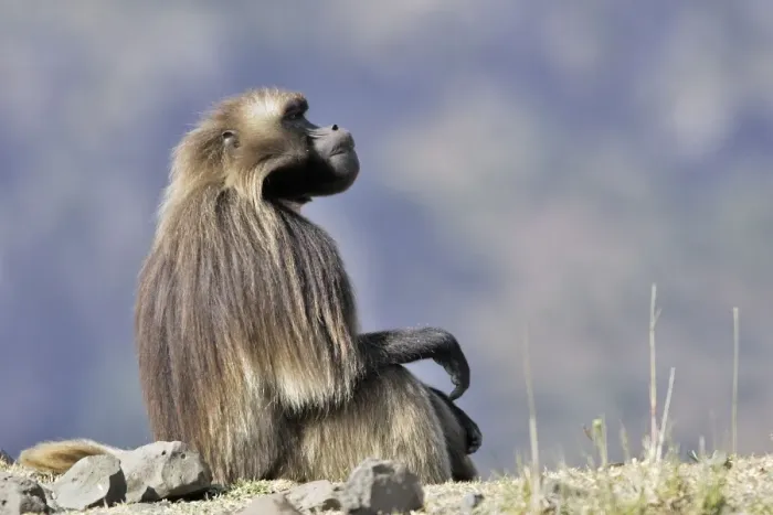Framed Print : Gelada Baboon. Simien mountains - Ethiopia - Africa Framed Print : Gelada Baboon. Simien mountains - Ethiopia - Africa