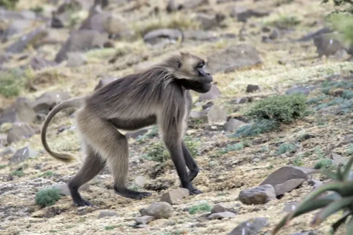 Framed Print : Gelada Baboon. Simien mountains - Ethiopia - Africa Framed Print : Gelada Baboon. Simien mountains - Ethiopia - Africa