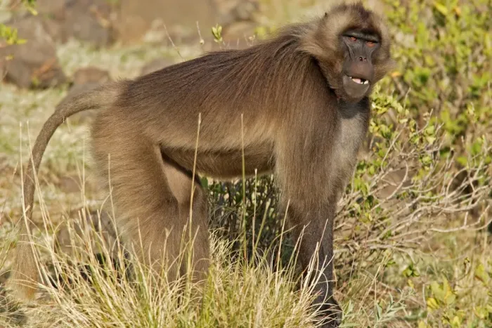 Framed Print : Gelada Baboon. Simien mountains - Ethiopia - Africa Framed Print : Gelada Baboon. Simien mountains - Ethiopia - Africa