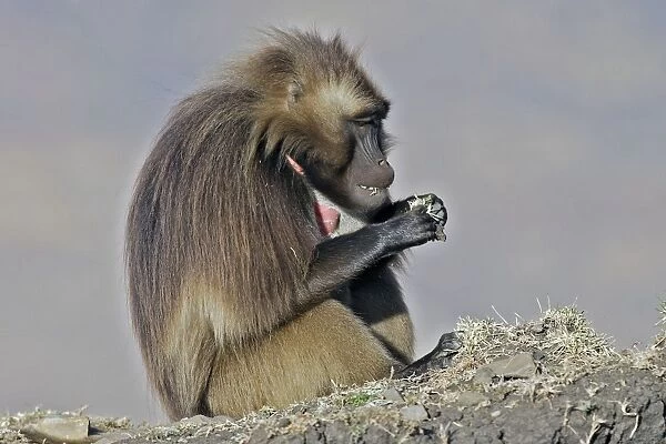 Gelada Baboon - sitting & eating. Simien mountains - Ethiopia - Africa